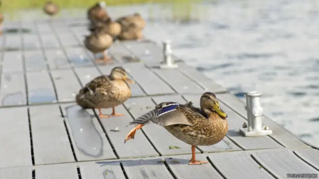 La laguna de los patos