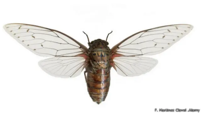 حشرة السيكادا العملاقة "امبريس" وموطنها جنوب شرق آسيا