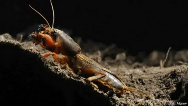 صرصور الخلد الأوروبي