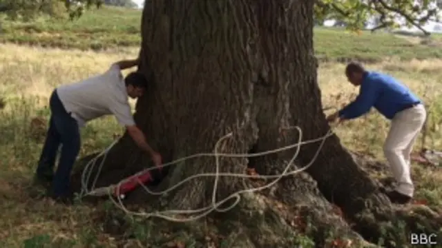 पेड़, लहसन का इंजेक्शन