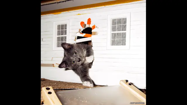 Снимок Эми Ломбард "Город котов" 