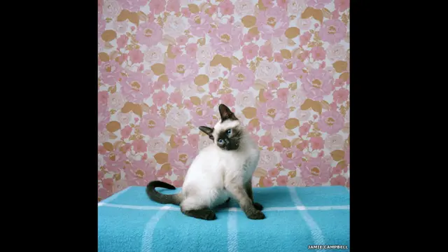 "Би в старой комнате Аниты", 2009 год.