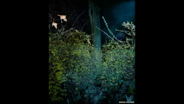 "Мотыльки и лиса" Сары Уилмер