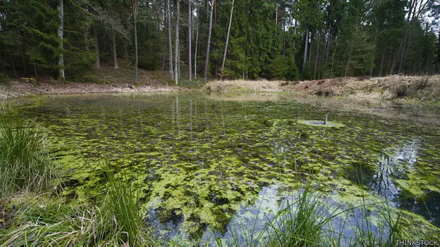 Didymo presente en el río