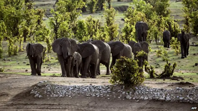 大象:旅游业收入可用于打击偷猎