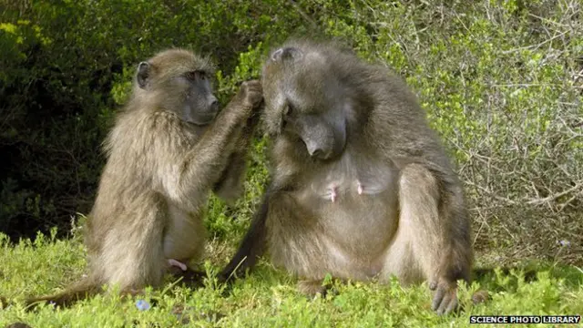 大狒狒通常群居