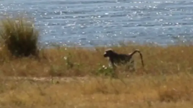 “鲁宾逊”漂流荒岛,形单影只