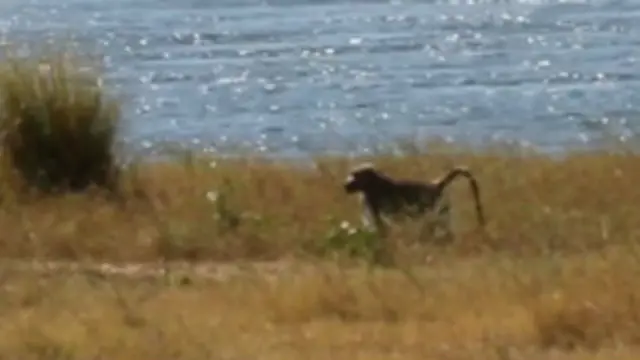 बंदर (फ़ाइल फोटो)