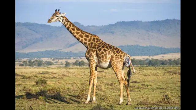 Андреаз Кнаусенберг