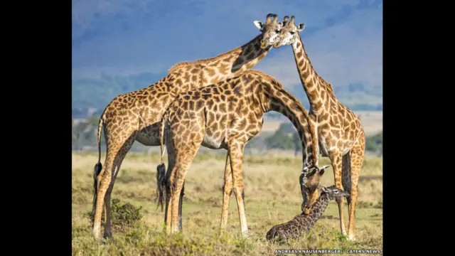 Андреаз Кнаусенберг
