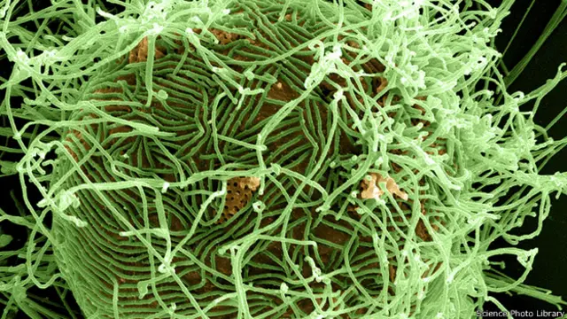 Вирус Эболы