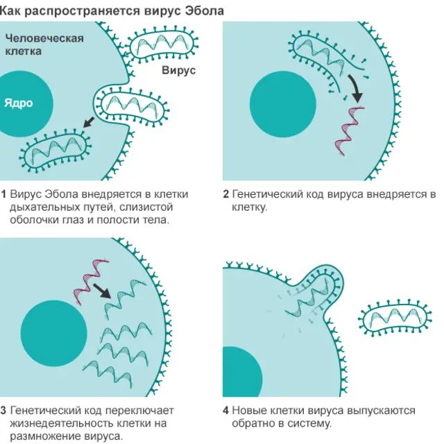 Схема заражения вирусом