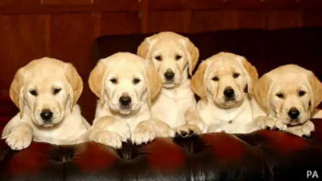 Perros raza labrador retriever