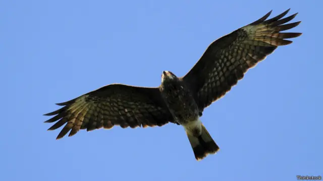 باز پر مبنی کتاب کو جیوری نے دوسری کتابوں سے مختلف قرار دیا