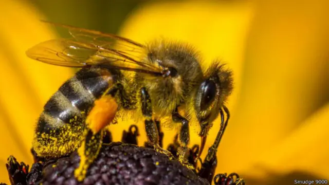 Machos nem sempre são os mais promíscuos da natureza