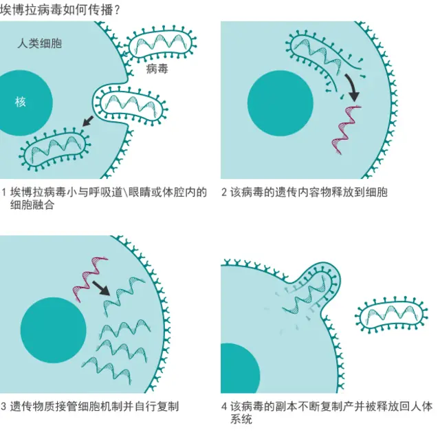 圖示：埃博拉病毒如何傳播