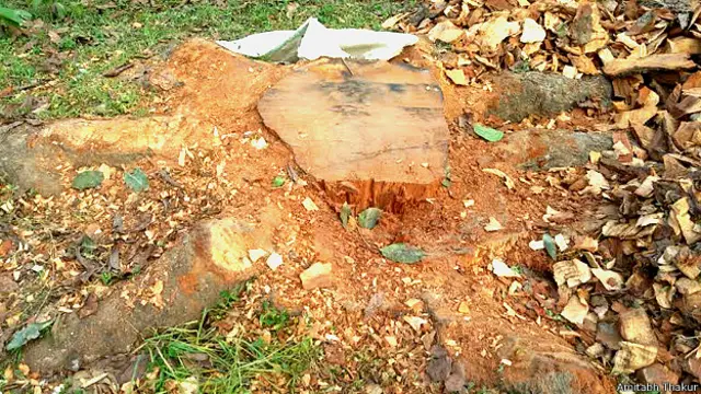 कटा हुआ हरा पेड़