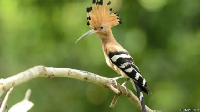 हुदहुद, चिड़िया