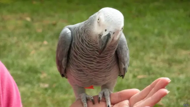 अफ्रीकी भूरा तोता 