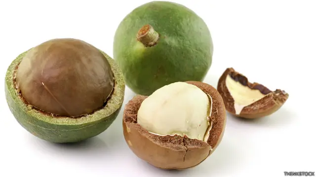 Macadamia
