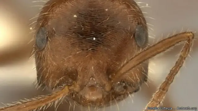 حشرة "اوسيميرميكس" من بين الحشرات التي يمكنها تحمل درجات الحرارة المرتقعة