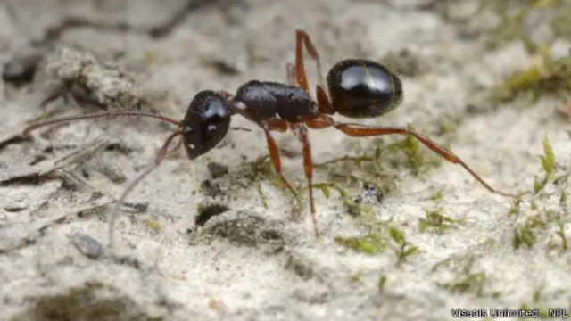 نملة "ميلوفيروس" التي تعيش في الصحراء الأسترالية يمكنها التأقلم مع درجة الحرارة المرتفعة