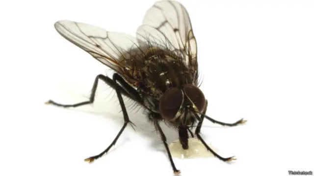Mosca comum (Thinkstock)