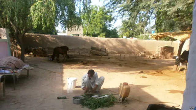 پاکستان میں تمام زیرِ کاشت زمین پر ہربل سپرے کو یقینی بنانے کے لیے تقریباً ڈھائی کروڑ نیم چاہییں