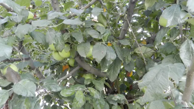 सेब का बागीचा, कश्मीर