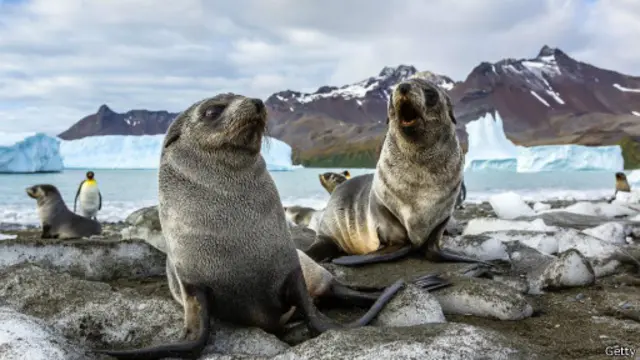 حيوانات جراء البحر على شواطئ جزيرة جورجيا الجنوبية