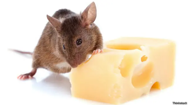 Мышь и кусок сыра