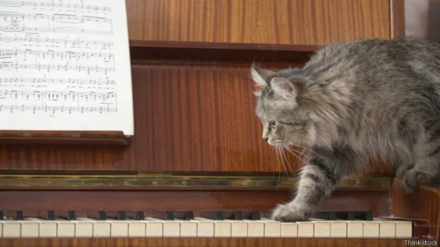 Кот идет по фортепиано