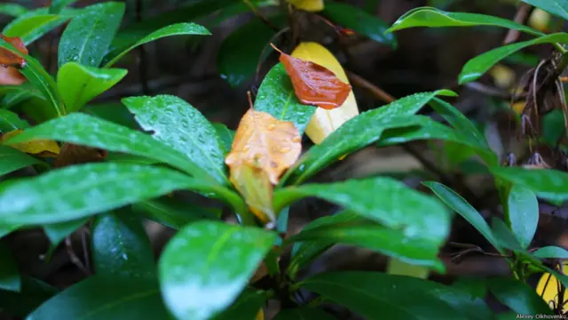 куст после дождя