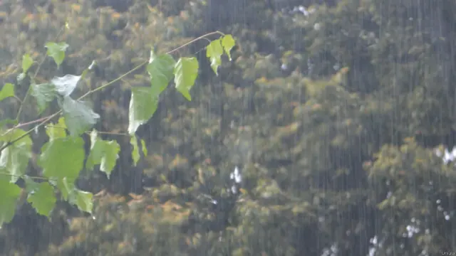 Куст под дождем