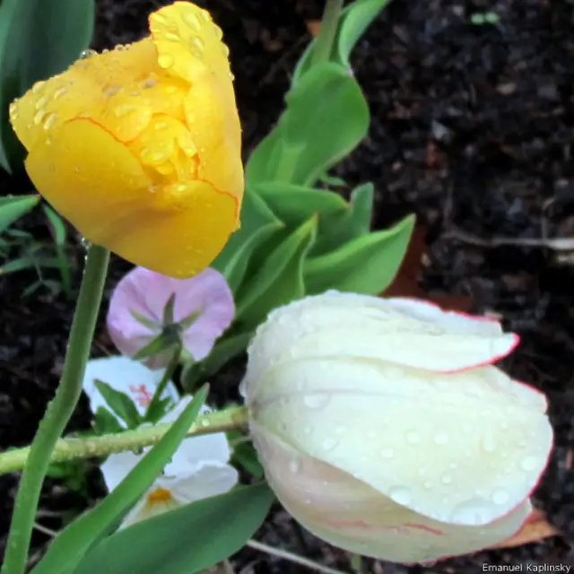 Поникшие во время сильного дождя тюльпаны