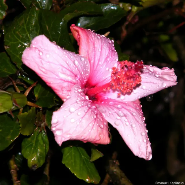 Цветок гибискуса во время дождя