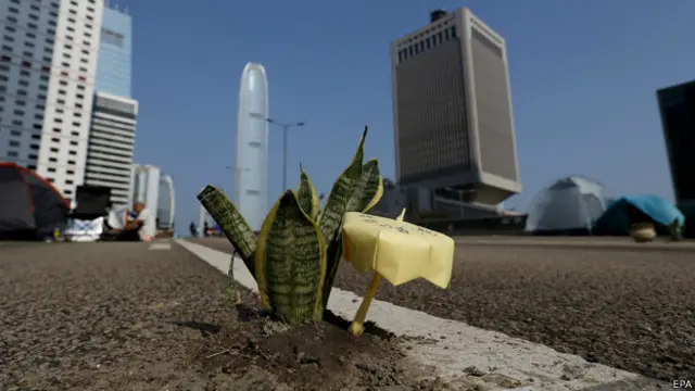 香港“占领中环”示威者在金钟占领区靠近中环军营的马路上栽上一棵虎尾兰与黄色纸伞(17/10/2014)