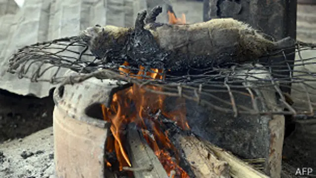 Puercoespín en la parrilla