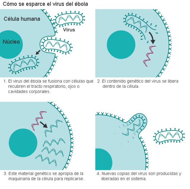 Cómo se esparce el ébola