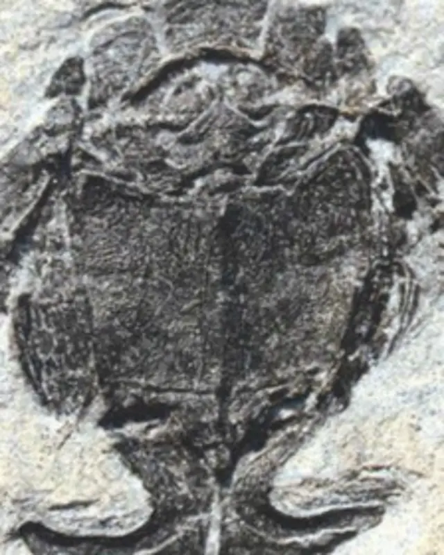 Fóssil do Microbrachius dicki