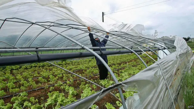 شنه خونه یا ګرین هاوس په پلاستیک هغه پوښلې خونې ته ویل کېږي، چې د سابو د تولید لپاره په متناسبه اندازه حرارت او نور تامینوي