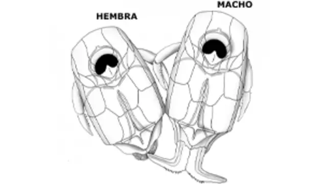 Con la evolución, los peces abandonaron la fertilización interna.