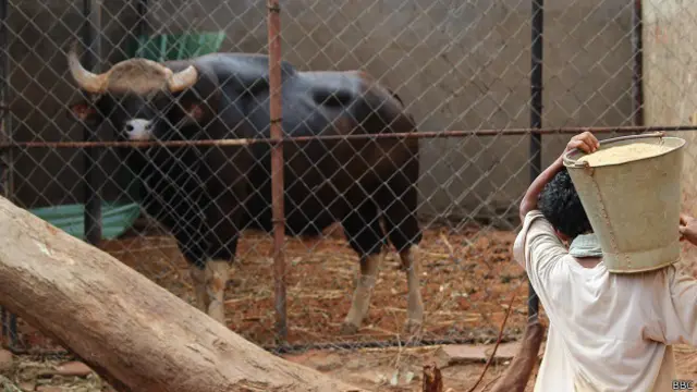 विशाखापत्तनम चिड़ियाघर