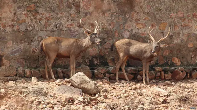 विशाखापत्तनम चिड़ियाघर