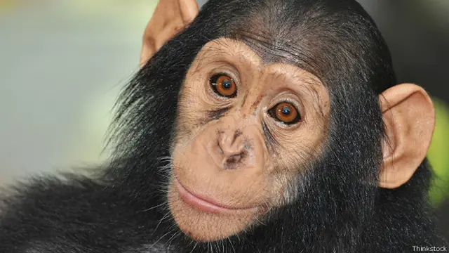 Лицо мартышки