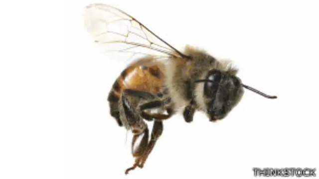 Abeja