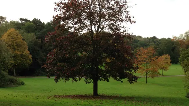 بندر ته نږدې (هولي ویلز) د اېپسویچ سیمې مهم او ستر پارک دی. 