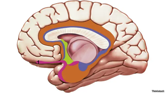 پیاز بویایی با شماره یک مشخص شده است