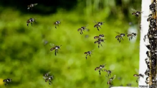 मधुमक्खियां