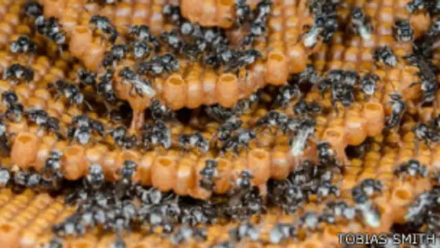 छत्ते में मधुमक्खियां